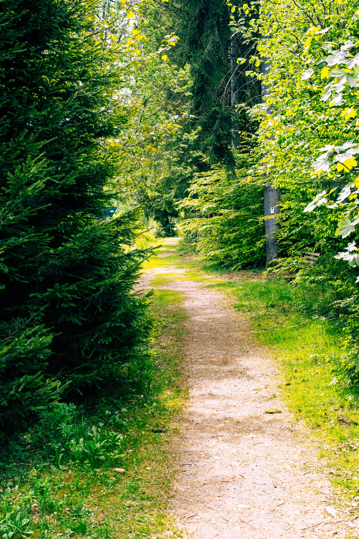 Gemütlicher Weg entlang am Klosterweiher